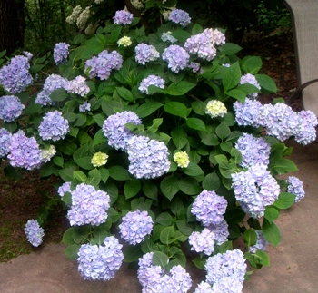 Potted Mophead Hydrangea by Martha Sims of Alabama