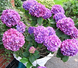 Potted Hydrangeas: Picture by Valerie Paints of England