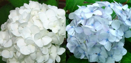 Same white hydrangea: fresh vs two weeks later